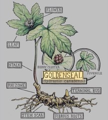 Wild Goldenseal Herb Leaf 1 oz Cut And Sifted Hydrastis Canadensis Washed/cut