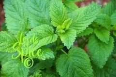 Organic Lemon Balm Tea – (Melissa officinalis) Classic Herb – USA