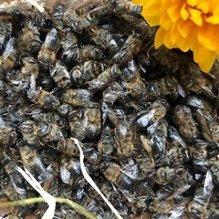 Dried Bee Podmore – Whole Dead Honeybees for Tincture, Powder, Apitherapy – 20g
