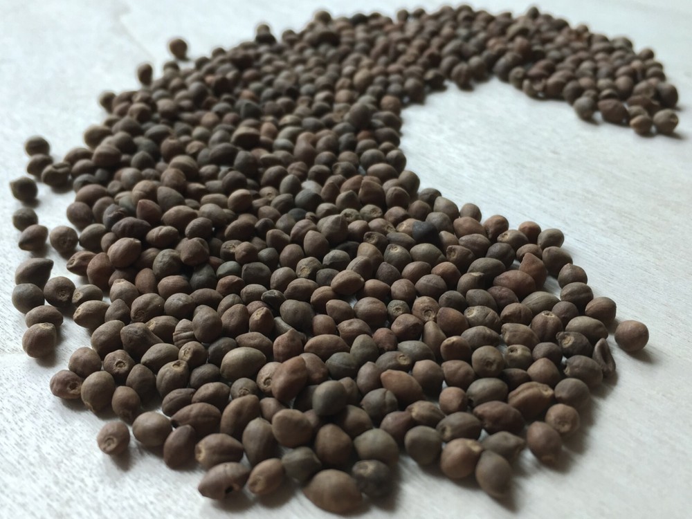 Rivea Corymbosa, Bulk All Natural Viable Untreated Seeds ~ Schmerbals Herbals