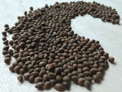 Rivea Corymbosa, Bulk All Natural Viable Untreated Seeds ~ Schmerbals Herbals