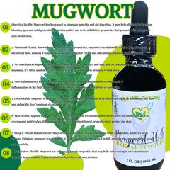 Mugwort Herb Non-Alcohol Extract Natural Organic Liquid Herbal Drops Liver 2 oz