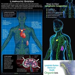 Natural LYMPH TEA REMEDY – Lymphatic System, Lymph Nodes, Lymphatic Organs Detox