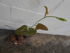 Chaney Root – SMILAX BALBISIANA Cocolmeca ROOTED LIVE PLANT- Herbal 1.5Lbs