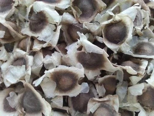 Moringa Seeds Dried Non GMO, Edible Planting 1000 Organic Moringa Oleifera Seeds