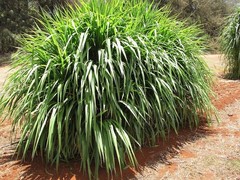 Super Napier Grass Seeds High Yield, Multi Cut Grass for Cattle – 250g/500g