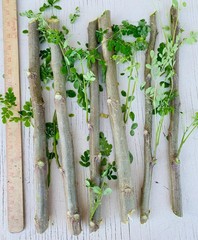 Moringa Oleifera Cuttings Miracle Mothers Tree of Life Stem Organic