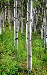 Aspen Bark ( Populus Tremula ) FREE SHIPPING