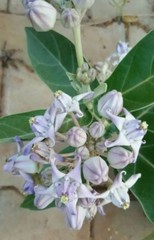 120g Calotropis Procera Leaf Powder – Sodom Apple Ceylon Dried Herbal Leaves