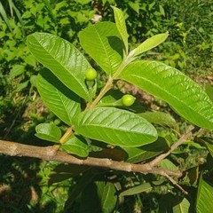 100% Organic Natural Dried Guava Leaves (125 leaves) Tea Hojas de Guayaba