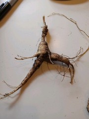 Wild New York Catskill Mountain Region Ginseng Root 31.1 Grams Fresh Big Roots