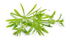 Cleavers Herb – Galium Aparine Dried Leaf C/S from 100% Nature (4 Oz)