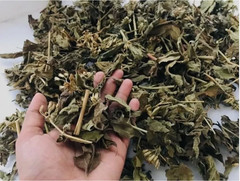 50g Dream Herb Calea Zacatechichi Leaf – Schmerbals Herbals – Free Shipping