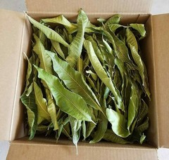 Natural Whole Dried Mango Leaves, Mango Loose Leaf, (Hojas de Mango): 2 oz-4 oz
