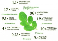 Organic Moringa Seeds | Moringa Oleifera | Dried, Non GMO Edible Planting