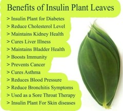 Dried Insulin Plant Leaves Costus Igneus Thebu Crepe ginger Herbal Organic Tea