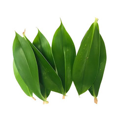 Dried Insulin Plant Leaves Cut Costus Igneus Herbal Tea Organic Pure Natural