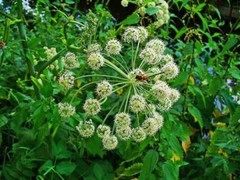 DONG QUAI ROOT Tincture PCOS reduce stress tonify Organic Folk Remedy Extract ~