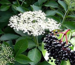 Elderberry Whole Dried ( Sambucus ) ORGANIC from Carpathian mountain Ukraine