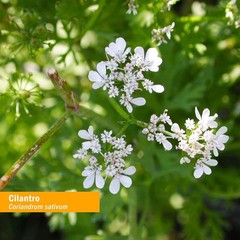 Detoxify Naturally with Certified Organic Cilantro Extract Drops – 1 Oz