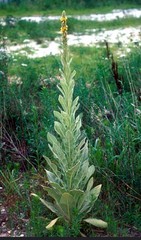 Organic Mullein Leaf Tincture ~ 2 oz Herbal Extract ~ Lung Health