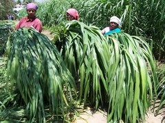 Super Napier Grass Seeds High Yield, Multi Cut Grass for Cattle – 250g/500g