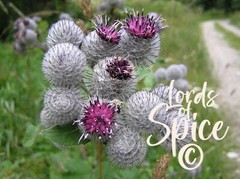 Burdock Root Powder ~ Arctium Lappa ~ Burdock Herb ~ Dr. Sebi – USA