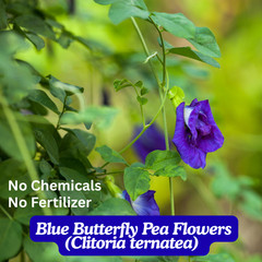 Blue Butterfly Pea Flowers Whole Dried Blue Tea 100% Pure Natural Herbal Drink