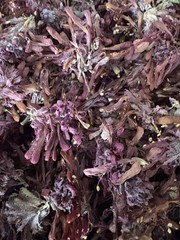 1 Lb. (16 oz.) Indian Warrior Herb (Pedicularis Densiflora) Wildharvested USA