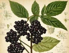 Elderberry Tincture Elderberry Extract Immune Support Sambucus Nigra – USA