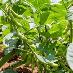 75+ Edamame Seeds Sweet Tender Soybean Spring Garden Planting Seeds FREE SHIP