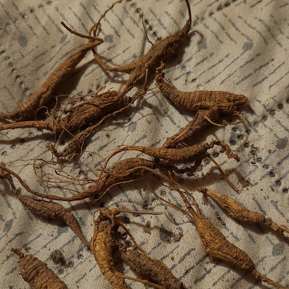 Natural Dried Herbal Roots & Root Pieces Herb, Herbal Scent, Oral, Unisex