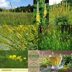Organic AGRIMONY HERB / Sticklewort Wild Harvested Cut Dried Agrimonia Eupatoria
