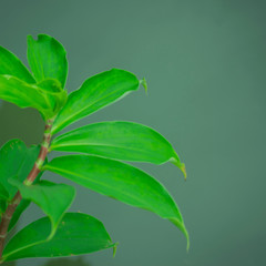 Insulin Plant Costus Igneus Fiery Costus Spiral Flag Plant Leave Ground Powder