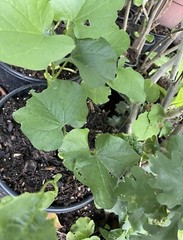 200 Seeds Organic Mucuna Beans Mucuna Pruriens For Growing And Food