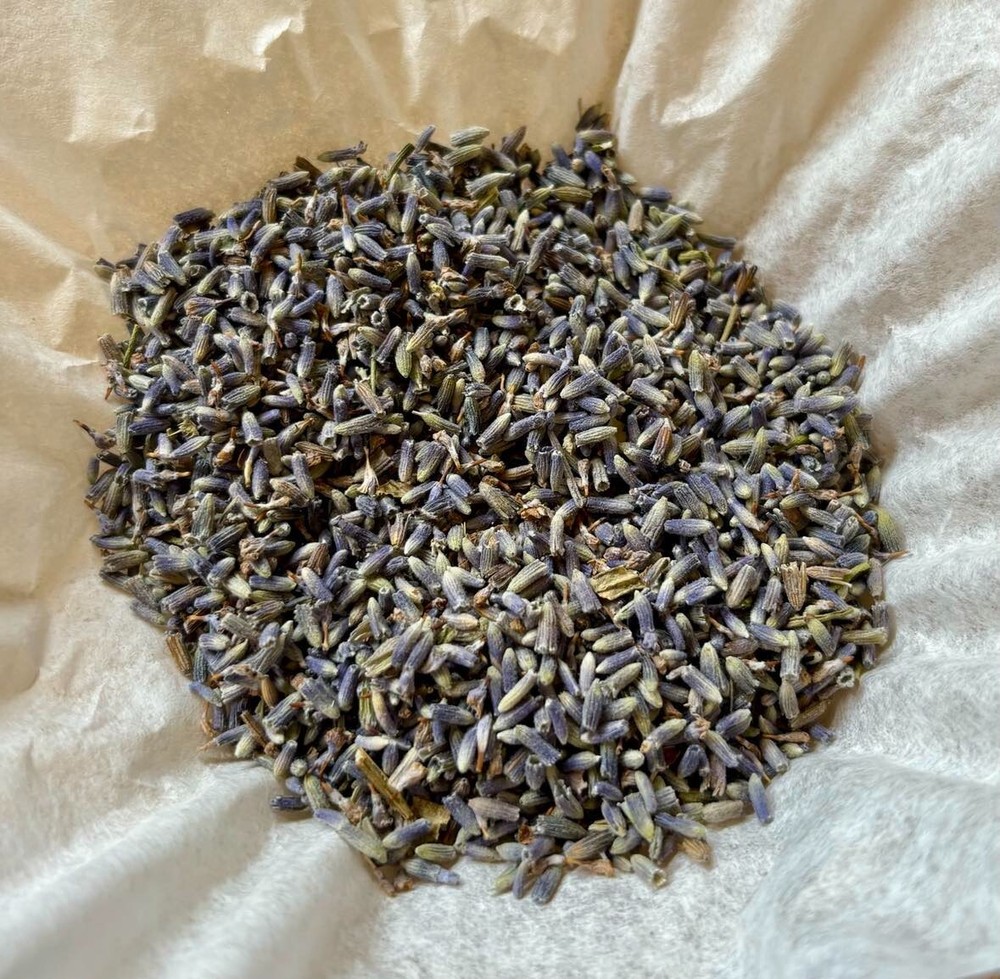Lavender Flower Lavandula x intermedia cut and sifted Herb Herbal 1 oz