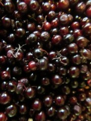 Elderberry – Whole Dried Berries, Summer 2023 Appalachian Mountains Wild Harvest