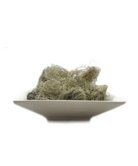 Usnea Lichen – 100% Pure, Wild-Crafted, Respiratory & Immune Support barbata