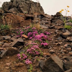 Icelandic wild harvested Arctic Thyme (Thymus arcticus) Whole dried natural herb