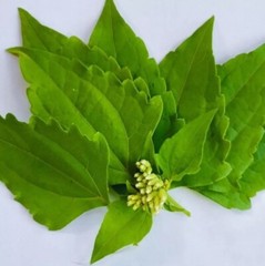 30g Dream Herb, Calea zacatechichi Leaf Powder, FreeShip ~ Schmerbals Herbals