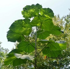 200 Seeds Paulownia Princess Tree Fastest Growing Deciduous Decorative Plants