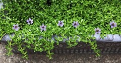 BRAHMI Tincture Bacopa Energy Mentality Health Strong Organic Folk Remedy ~