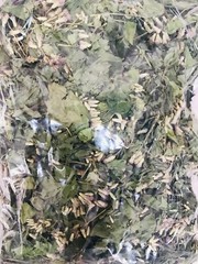 Dried Mexican Dream Herb CALEA ZACATECHICHI Lucid Pure 100% ORGANIC Herbal Tea