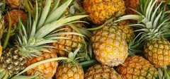 Pineapple powder 8oz (227g) Freeze Dried Kosher Vitamin B, C Rich SoFruta