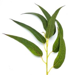 ORGANIC Herbal Loose Dried EUCALYPTUS LEAF,Cold,Flu,Congestion, Natural No GMO