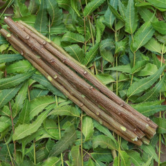 Neem Tree Twigs Natural Neem Datun Organic Toothbrush – 10 Sticks, 10CM Long