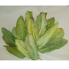 100% Organic Natural Dried Guava Leaves (125 leaves) Tea Hojas de Guayaba
