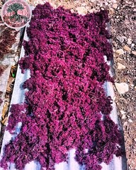 Wholesale Jamaican Saint Lucia SEAMOSS AND HERBS 100% Wildcrafted 100% Organic
