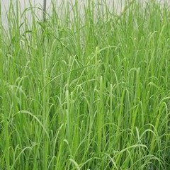 LEMON GRASS With Absolutely No Additives High Potency 100 Vegetarian Capsule