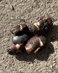2 Lbs Or 800 Seeds Black Organic Mucuna Beans Mucuna Consumable And Growing